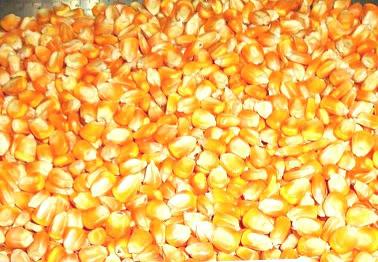 Manufacturers Exporters and Wholesale Suppliers of Yellow Maize Trichy Tamil Nadu